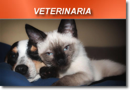 veterinaria